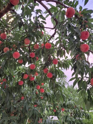 モモ「あかつき🍑」の収穫最盛期です❕